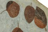 Wide Plate with Five Fossil Leaves (Three Species) - Montana #356542-2